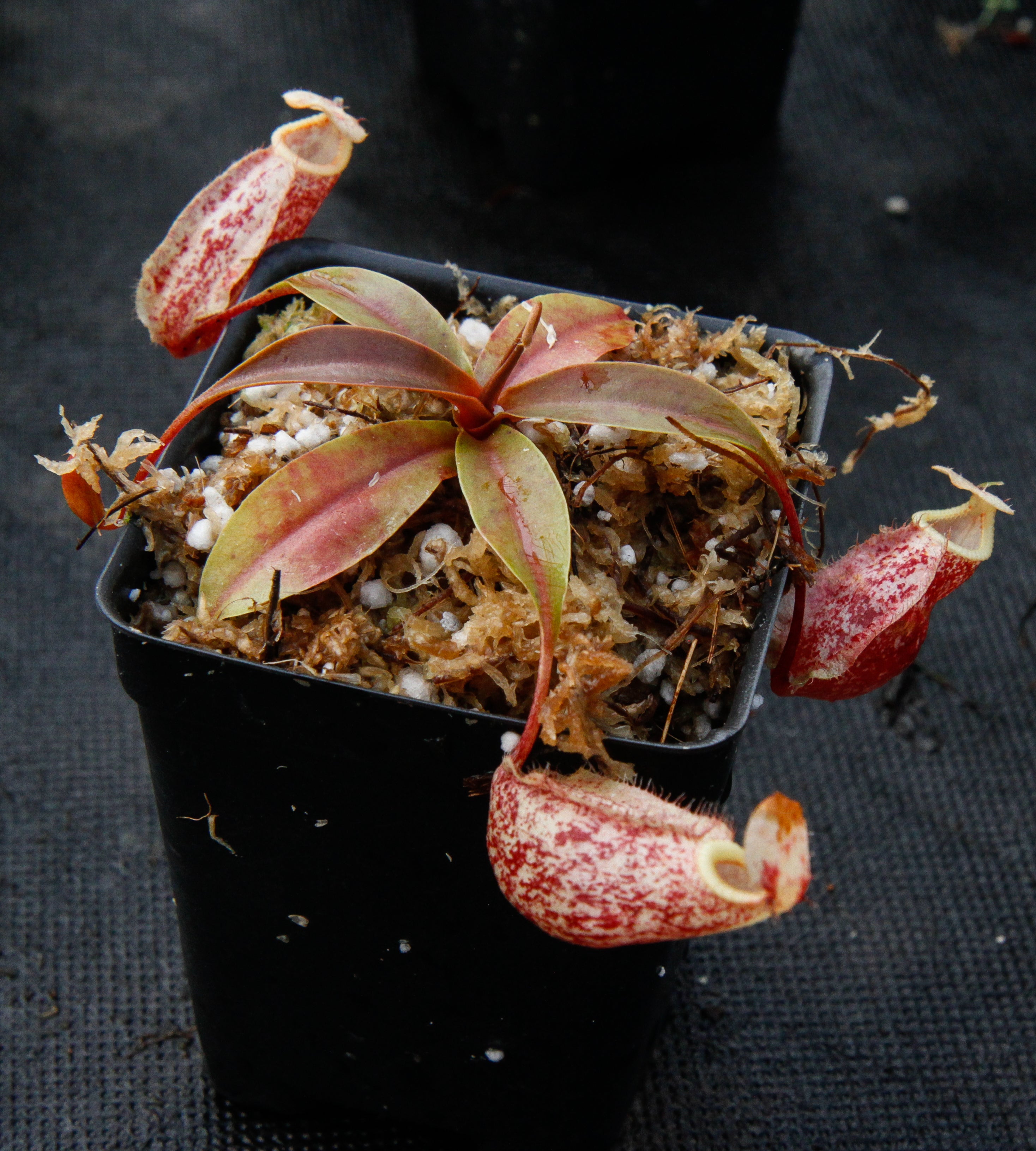 Nepenthes 'Suki' – Carnivero
