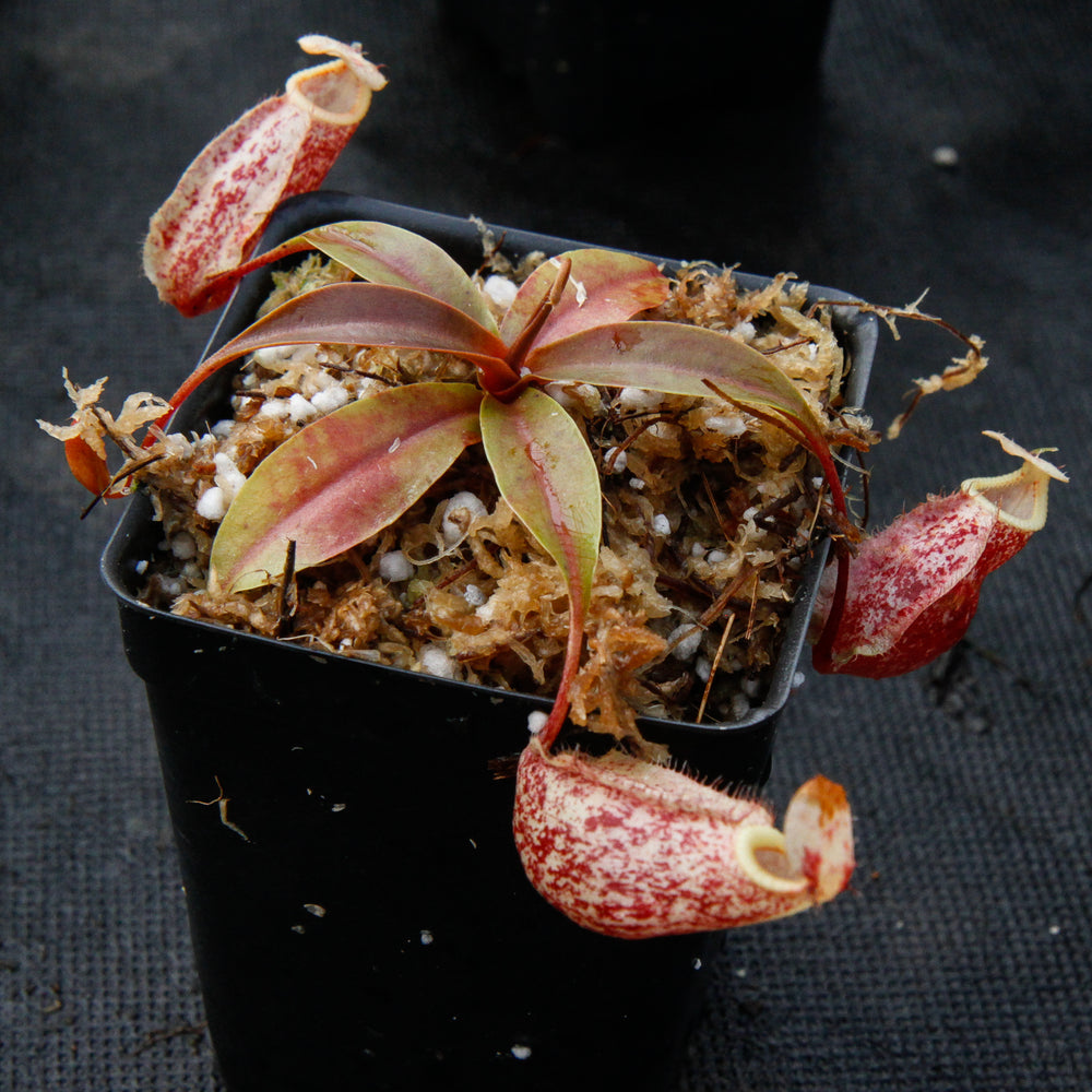 
                      
                        Nepenthes 'Suki'
                      
                    