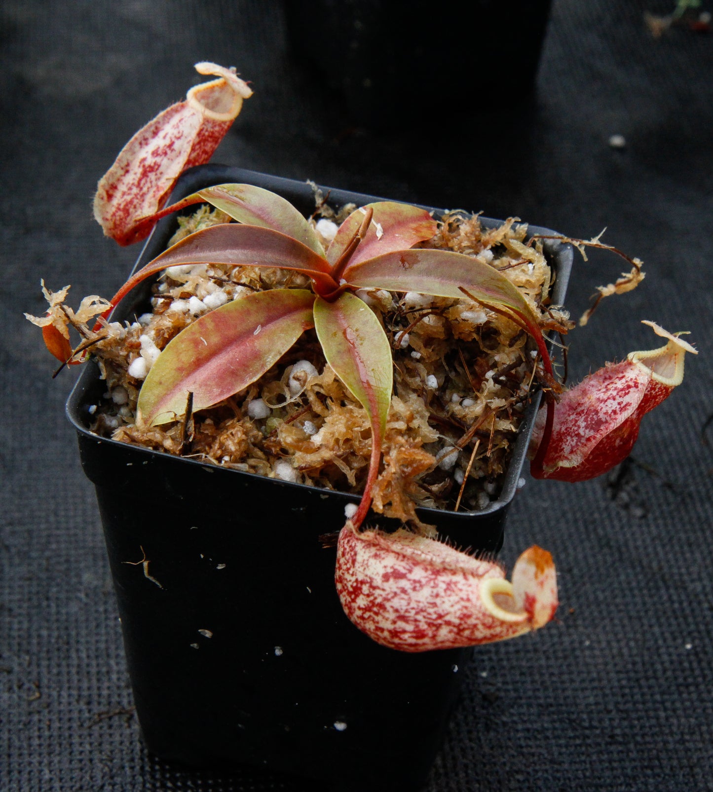 Nepenthes 'Suki'