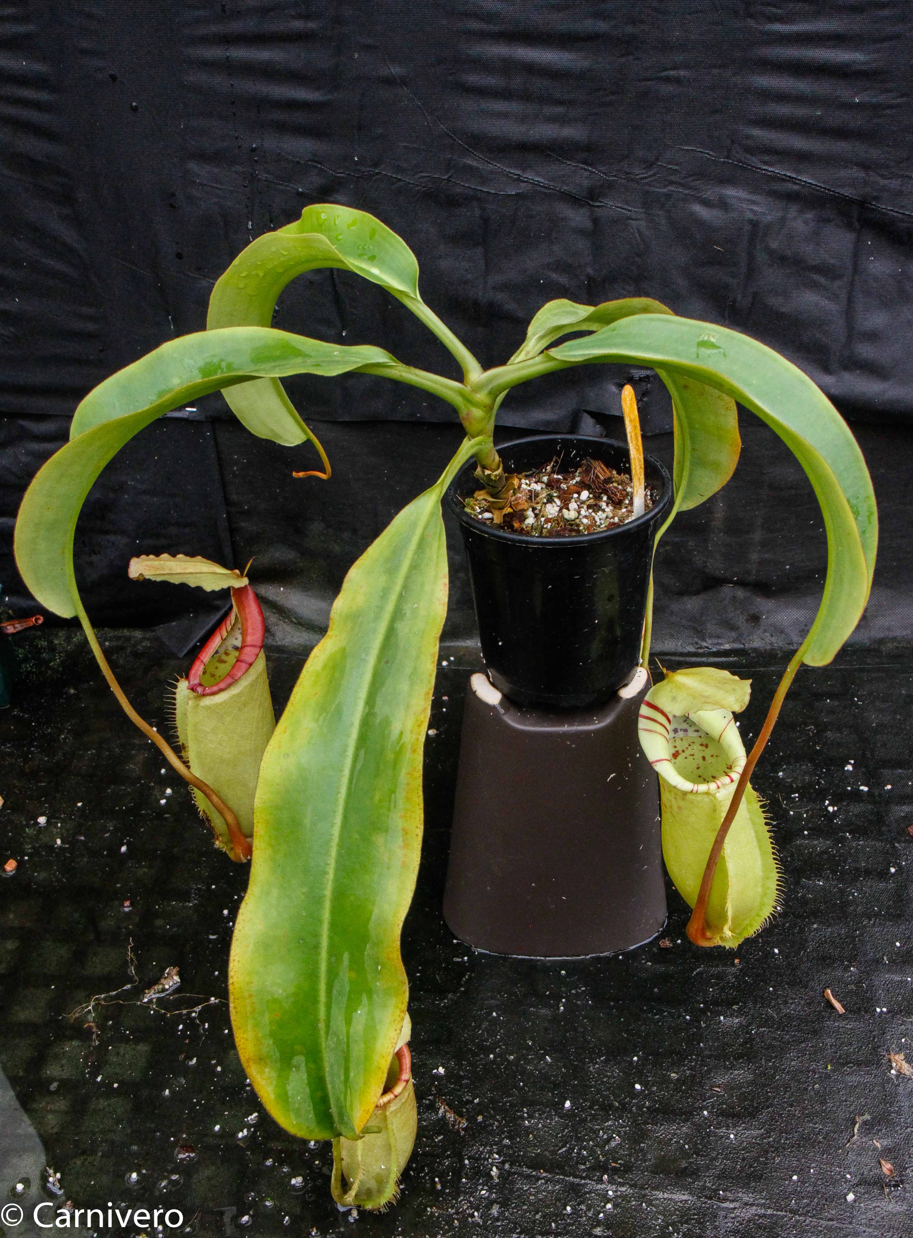 Nepenthes (Pitcher Plants) | Carnivero – Page 20