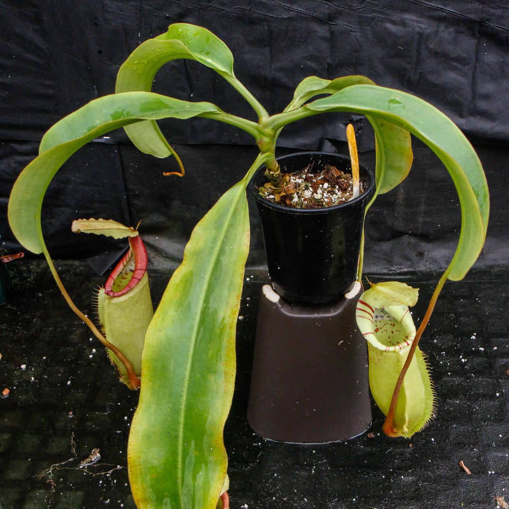 Nepenthes sumatrana x (lowii x veitchii)