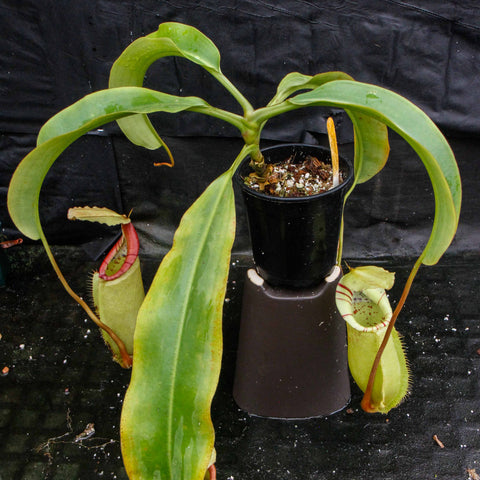 Nepenthes sumatrana x lowii x veitchii plant with broad green leaves in a black pot on a brown stand