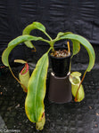 Nepenthes sumatrana x (lowii x veitchii)