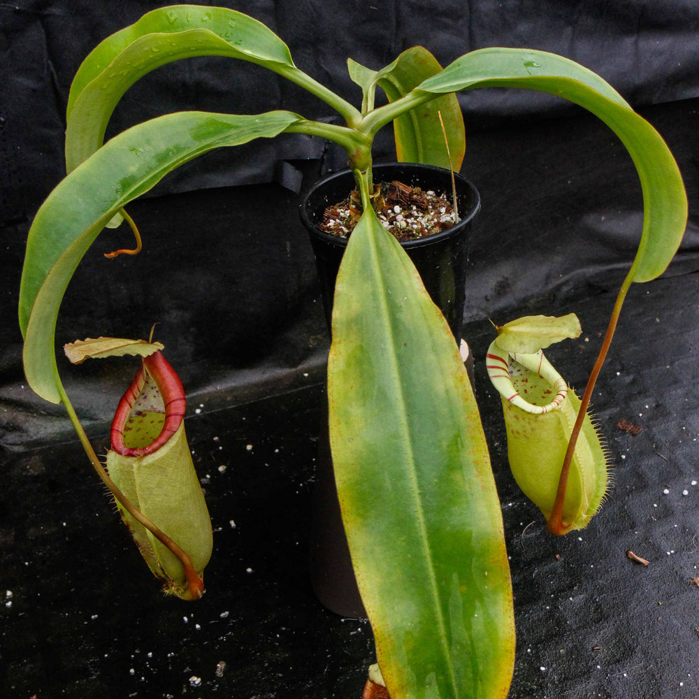 Nepenthes sumatrana x (lowii x veitchii)