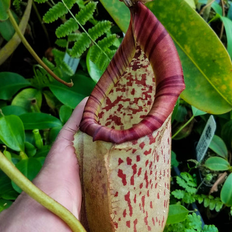 Close-up of Nepenthes sumatrana x burbidgeae pitcher with maroon striped peristome and speckled interior.