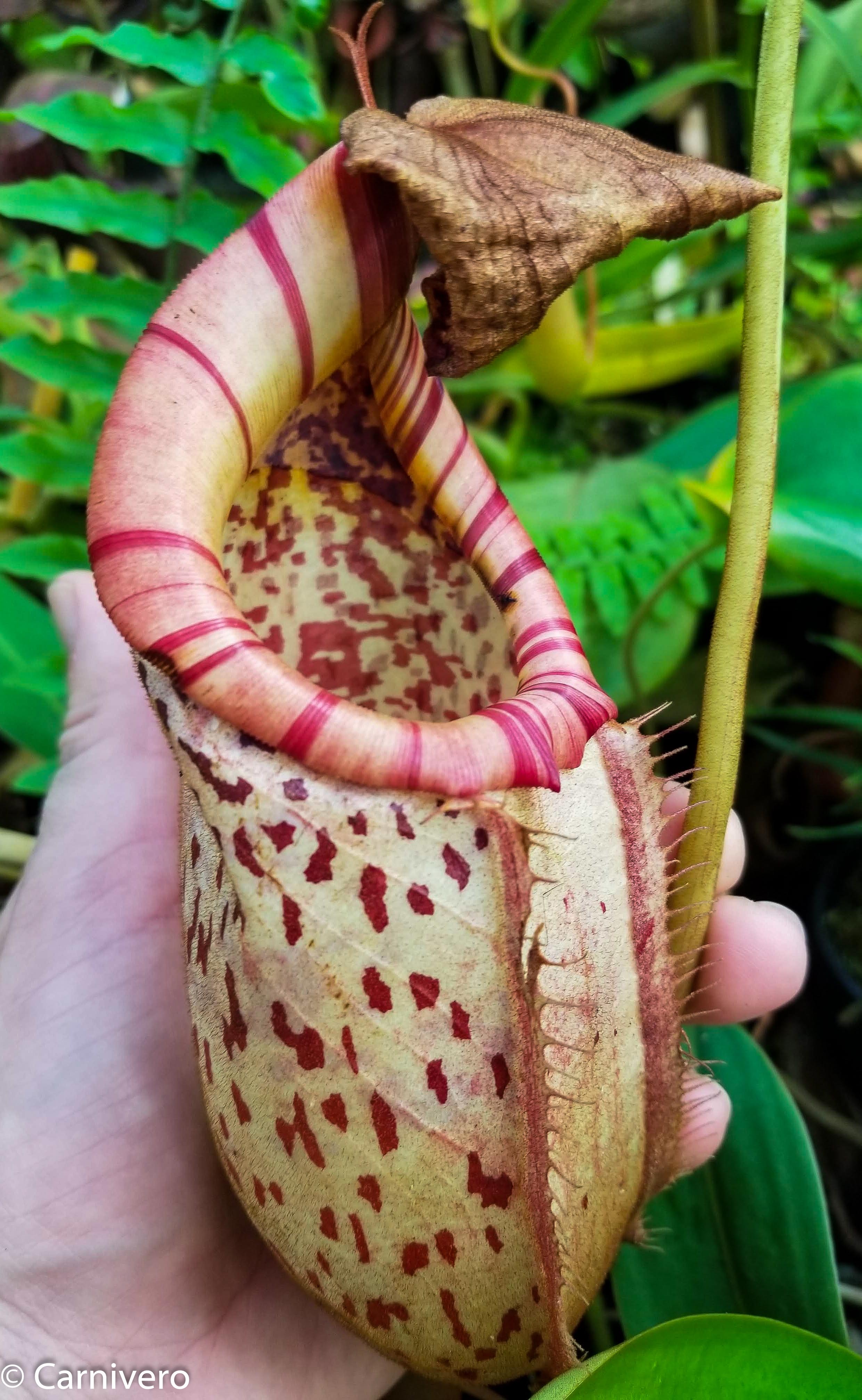 食虫植物N. xtrusmadensis AW clone:3 Nepenthes（ネペンテス/ウツボカズラ）の商品一覧 | Y's Exotics