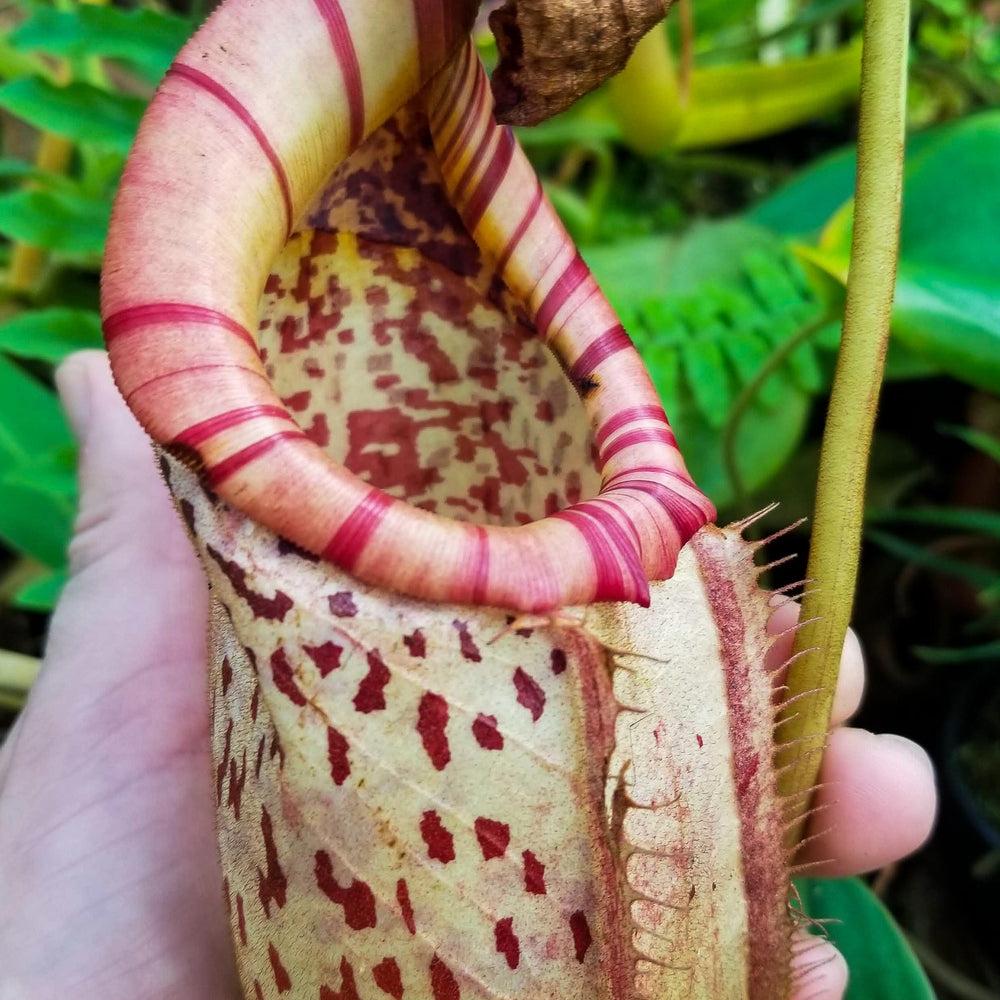 
                      
                        Nepenthes sumatrana x burbidgeae
                      
                    
