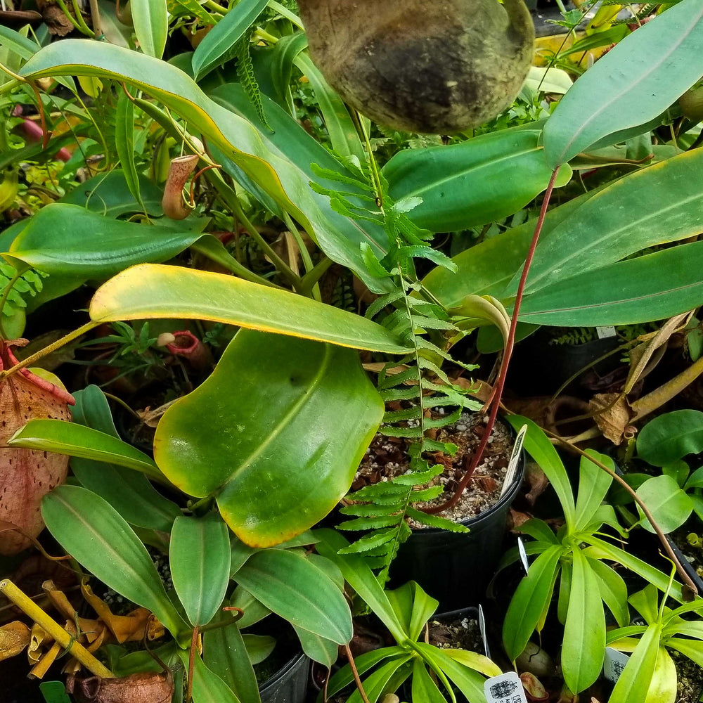 
                      
                        Nepenthes sumatrana x burbidgeae
                      
                    