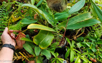 Nepenthes sumatrana x burbidgeae