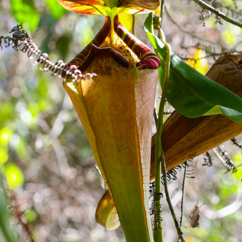 Nepenthes sumatrana carnivorous pitcher plant with a tall green pitcher and a red yellow patterned lid