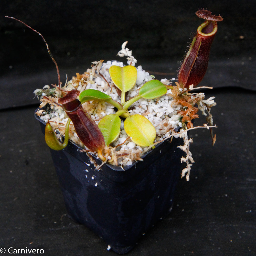 
                      
                        Nepenthes Trusmadiensis x robcantleyi, pitcher plant, carnivorous plant, collectors plant, large pitchers, rare plants 
                      
                    