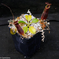 Nepenthes x Trusmadiensis x robcantleyi