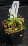 Nepenthes talangensis