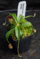 Nepenthes talangensis