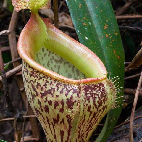 Nepenthes talangensis plant featuring a large greenish yellow pitcher with maroon speckles and a pink rim.