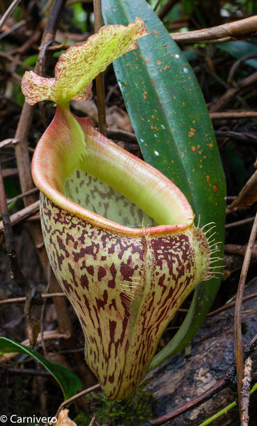 Nepenthes talangensis