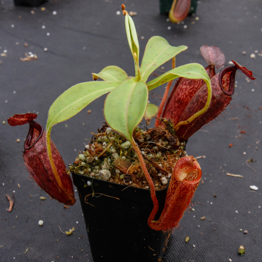 
                      
                        Nepenthes talangensis x glandulifera, BE-3665
                      
                    