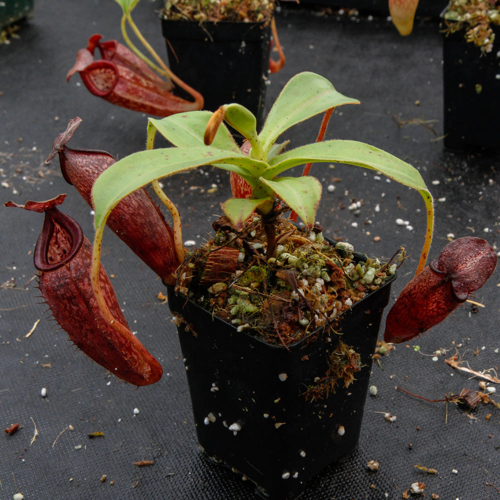 
                      
                        Nepenthes talangensis x glandulifera, BE-3665
                      
                    