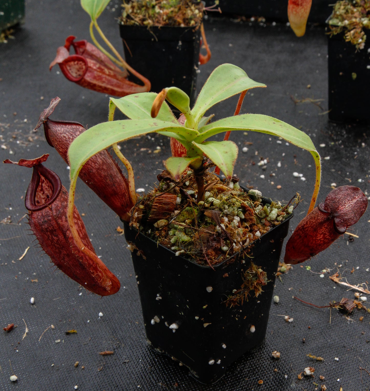 Nepenthes talangensis x glandulifera, BE-3665
