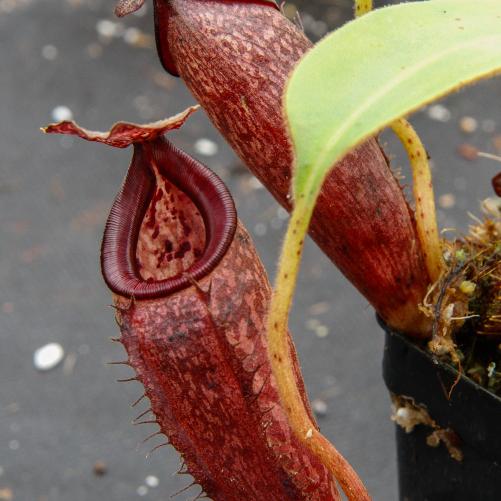 
                      
                        Nepenthes talangensis x glandulifera, BE-3665
                      
                    