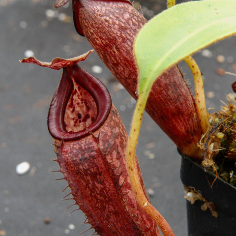 Close-up of Nepenthes talangensis x glandulifera BE-3665 pitcher in deep maroon with a curved hood.