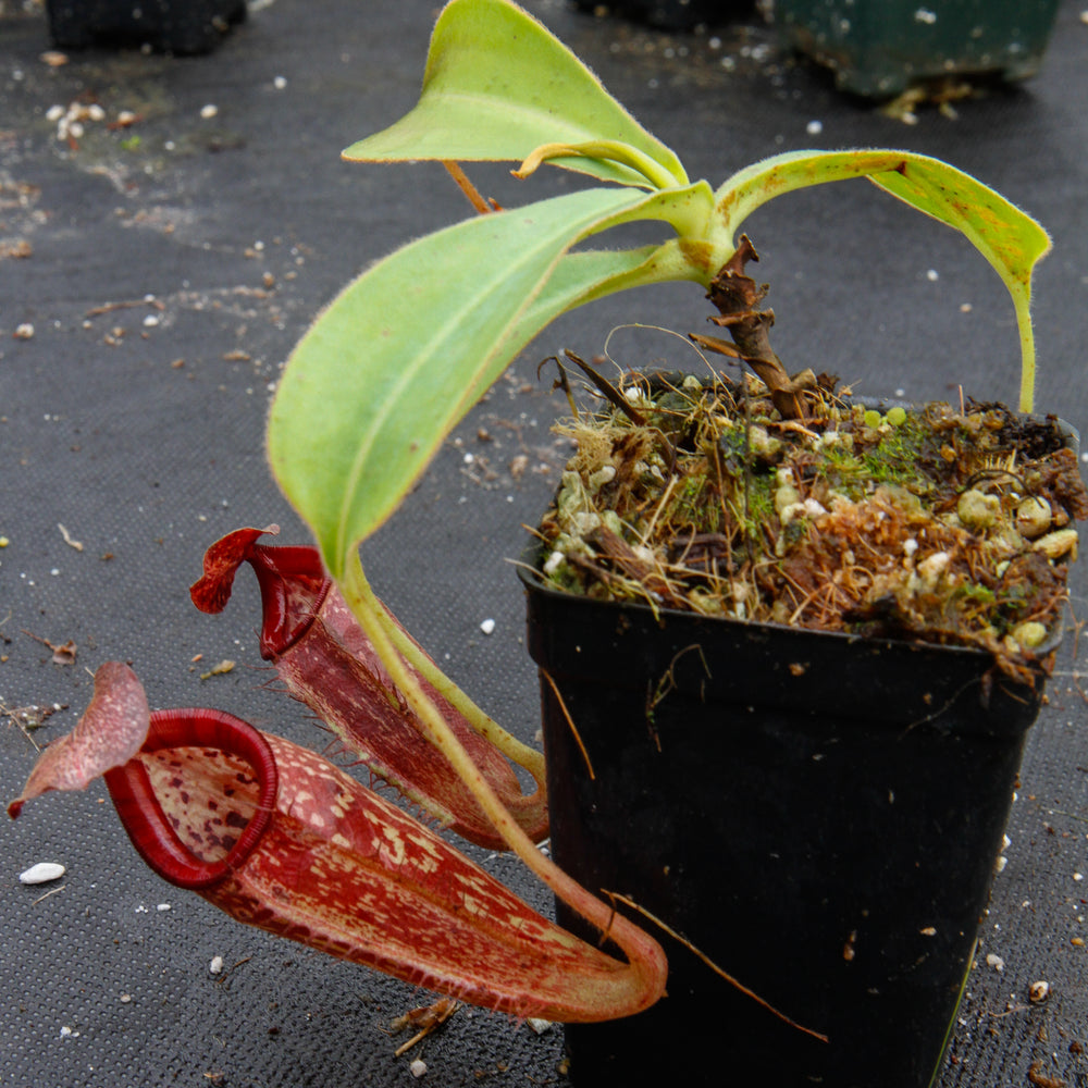 
                      
                        Nepenthes talangensis x glandulifera, BE-3665
                      
                    