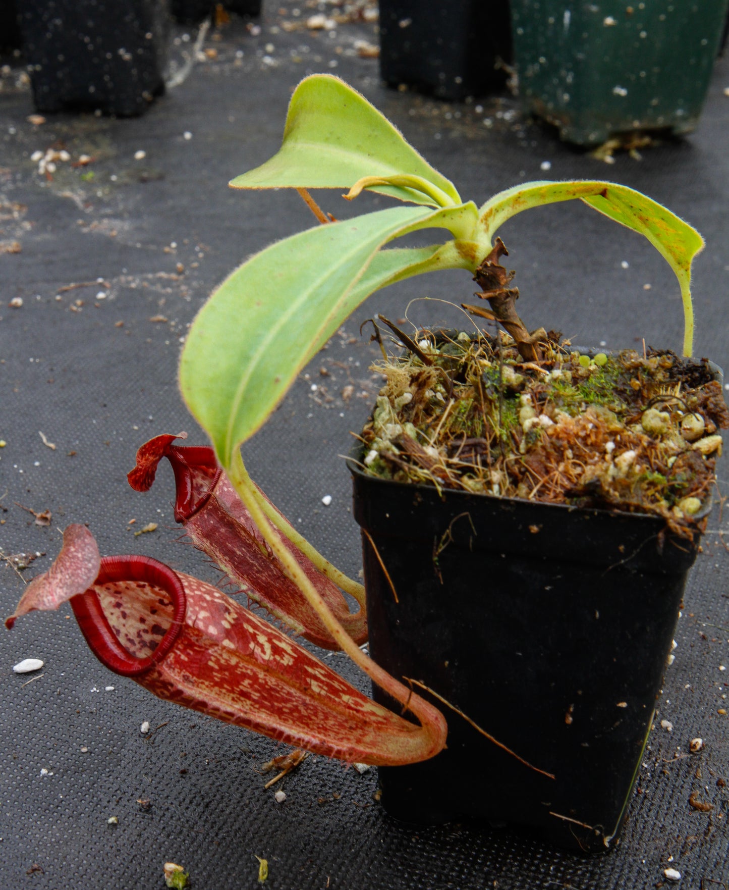 Nepenthes talangensis x glandulifera, BE-3665
