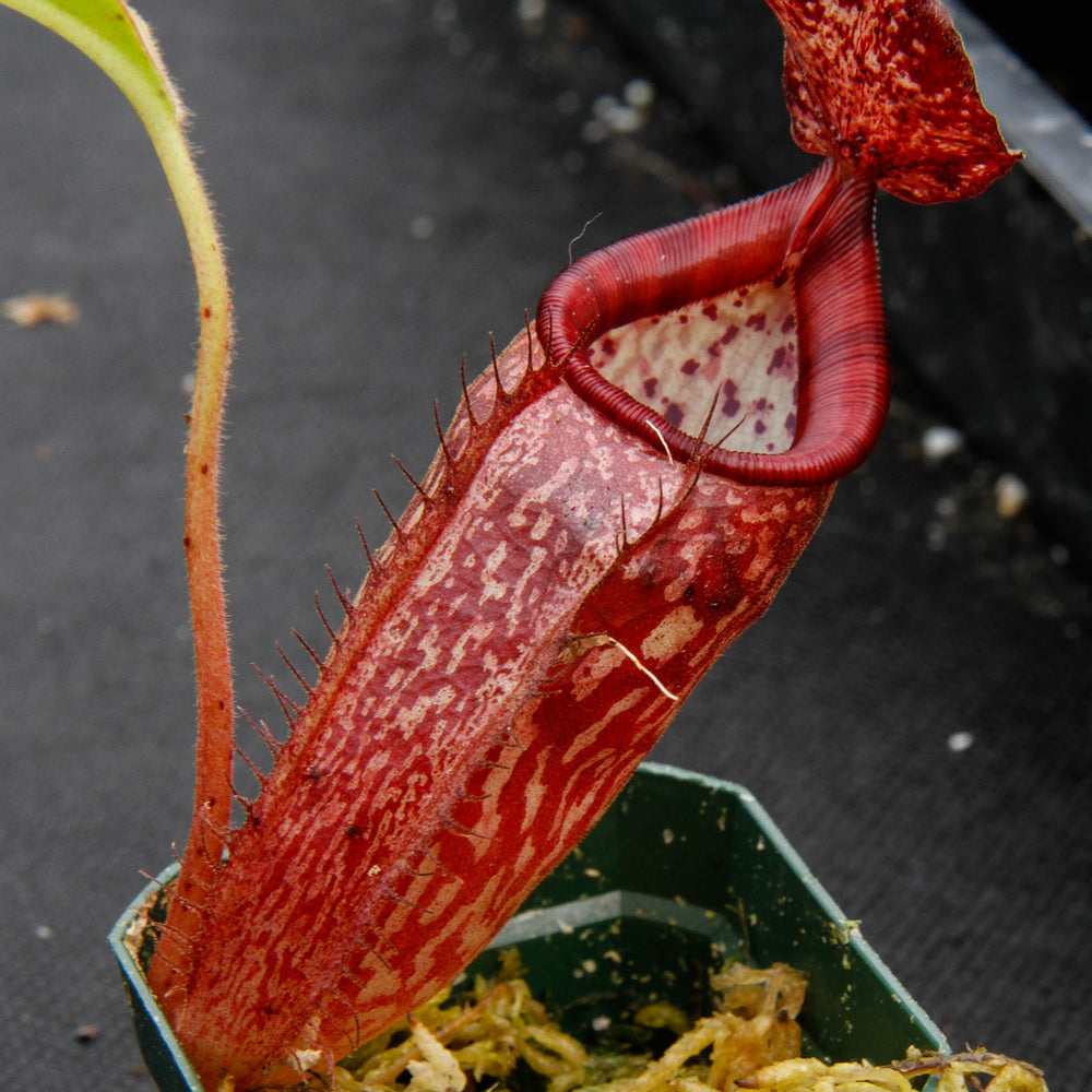 
                      
                        Nepenthes talangensis x glandulifera, BE-3665
                      
                    