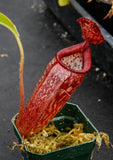 Nepenthes talangensis x glandulifera, BE-3665
