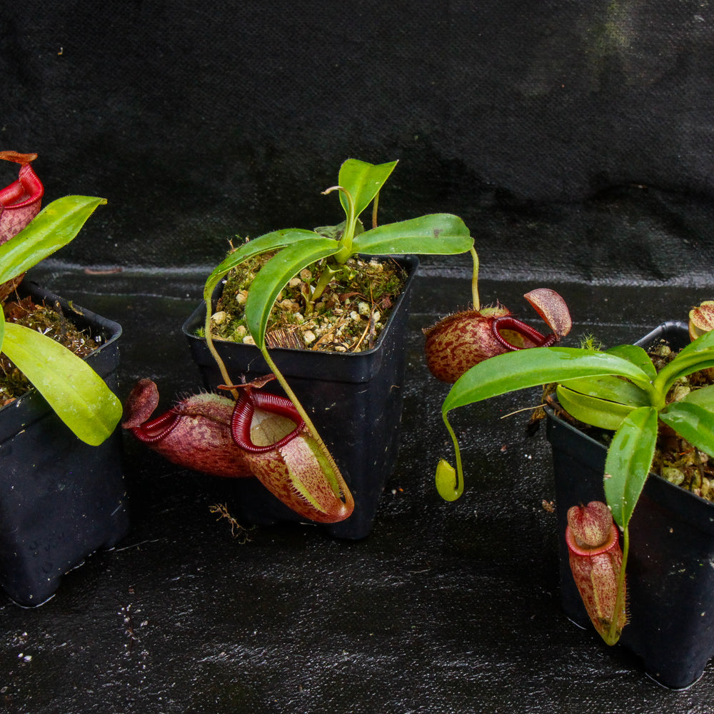 
                      
                        Nepenthes talangensis x mira, CAR-0106
                      
                    