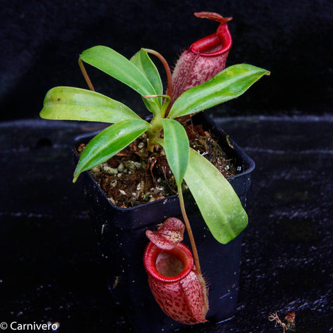 Nepenthes talangensis x mira plant with bright green leaves and a red pitcher in a black pot.
