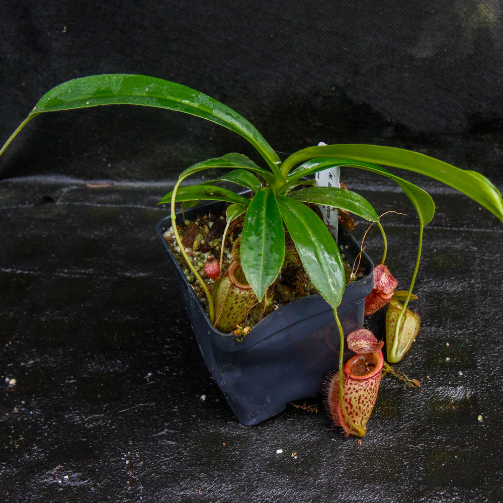 
                      
                        Nepenthes talangensis x mira, CAR-0106
                      
                    