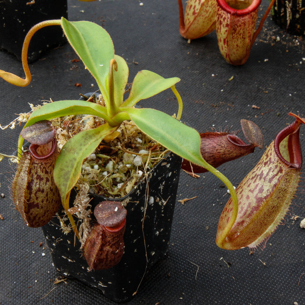 
                      
                        Nepenthes talangensis x robcantleyi, pitcher plant, carnivorous plant, collectors plant, large pitchers, rare plants
                      
                    