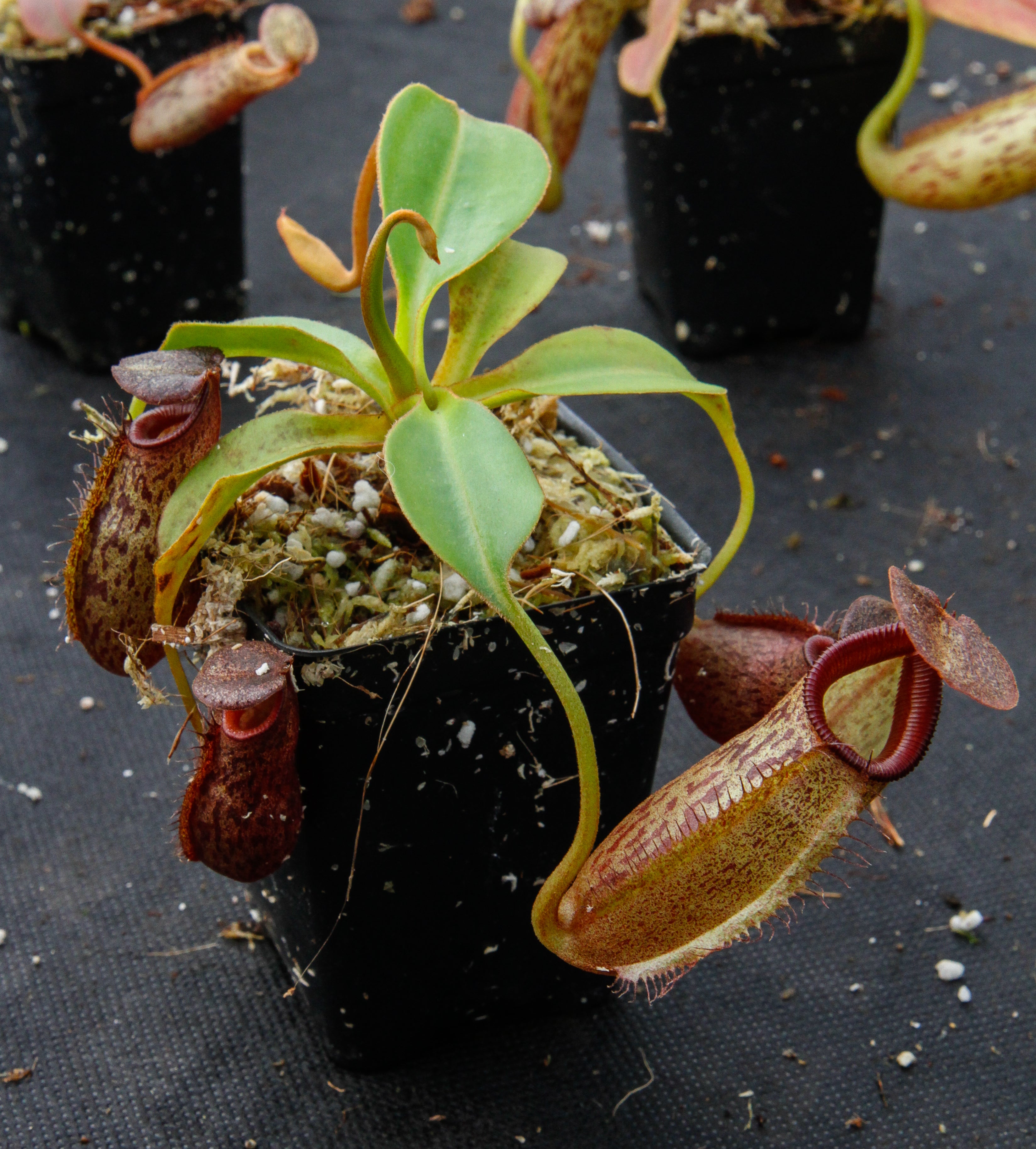 Nepenthes talangensis x robcantleyi – Carnivero