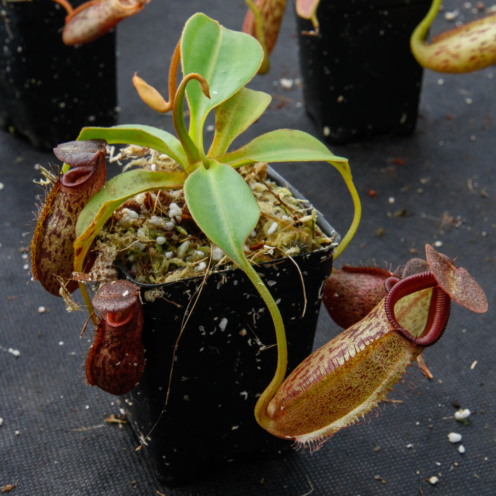 
                      
                        Nepenthes talangensis x robcantleyi, pitcher plant, carnivorous plant, collectors plant, large pitchers, rare plants
                      
                    