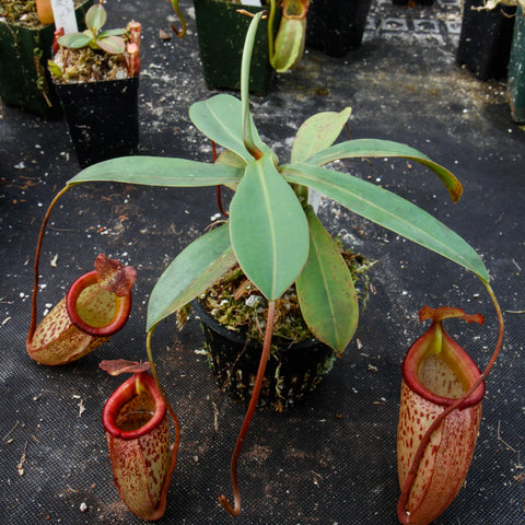 Nepenthes talangensis x sibuyanensis BE-3641 plant with broad green leaves in a nursery pot among other carnivorous plants