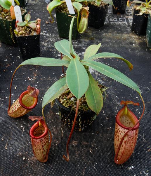 Nepenthes talangensis x sibuyanensis BE-3641