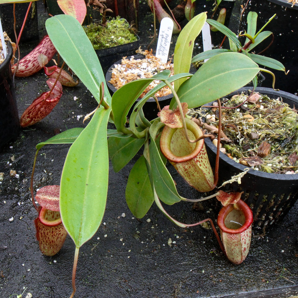 
                      
                        Nepenthes talangensis x sibuyanensis BE-3641
                      
                    
