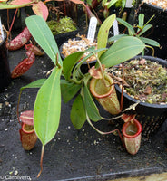 Nepenthes talangensis x sibuyanensis BE-3641