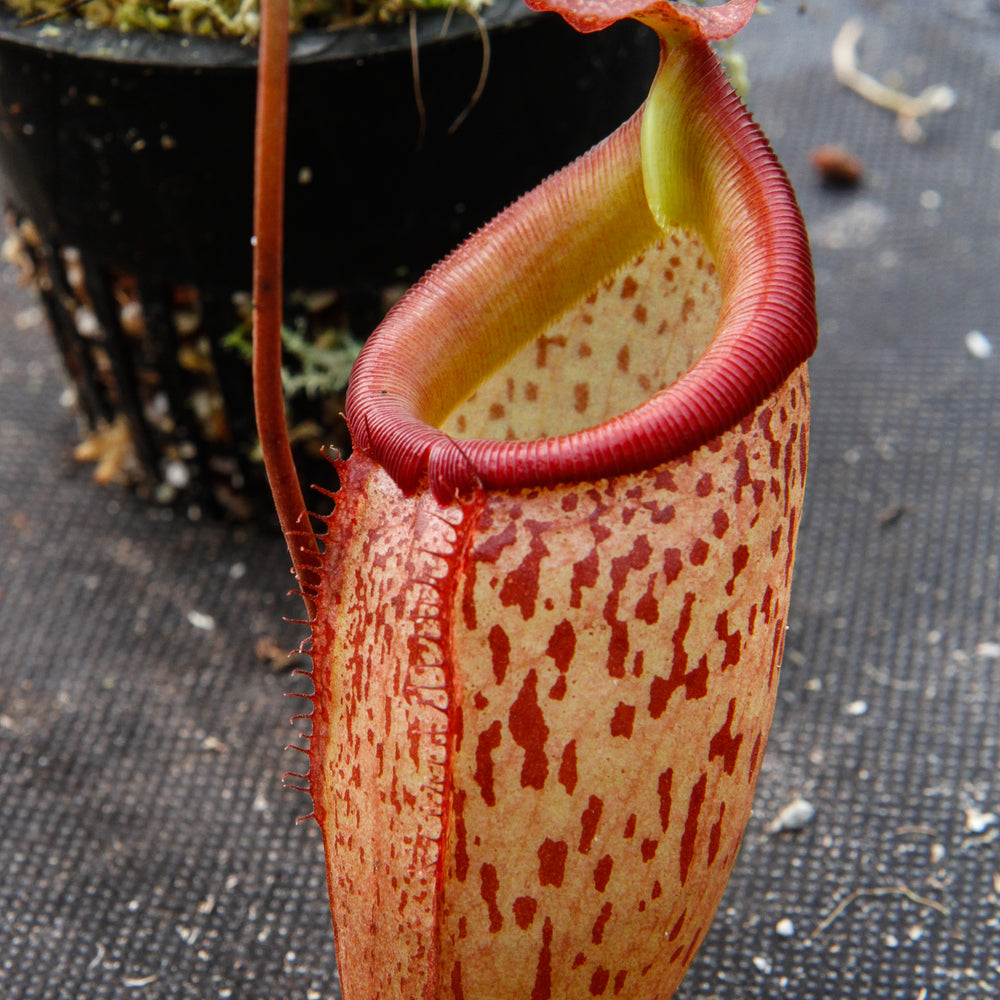 
                      
                        Nepenthes talangensis x sibuyanensis BE-3641
                      
                    
