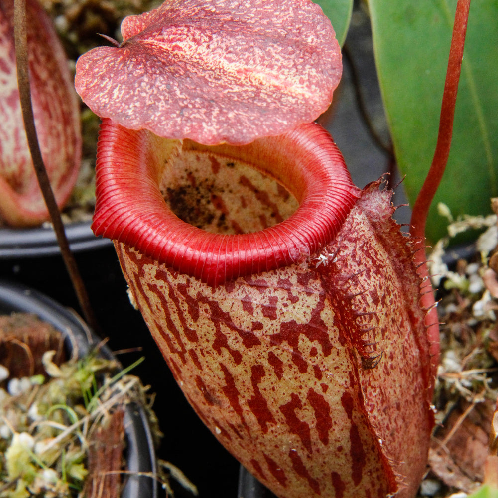 Nepenthes talangensis x sibuyanensis BE-3641