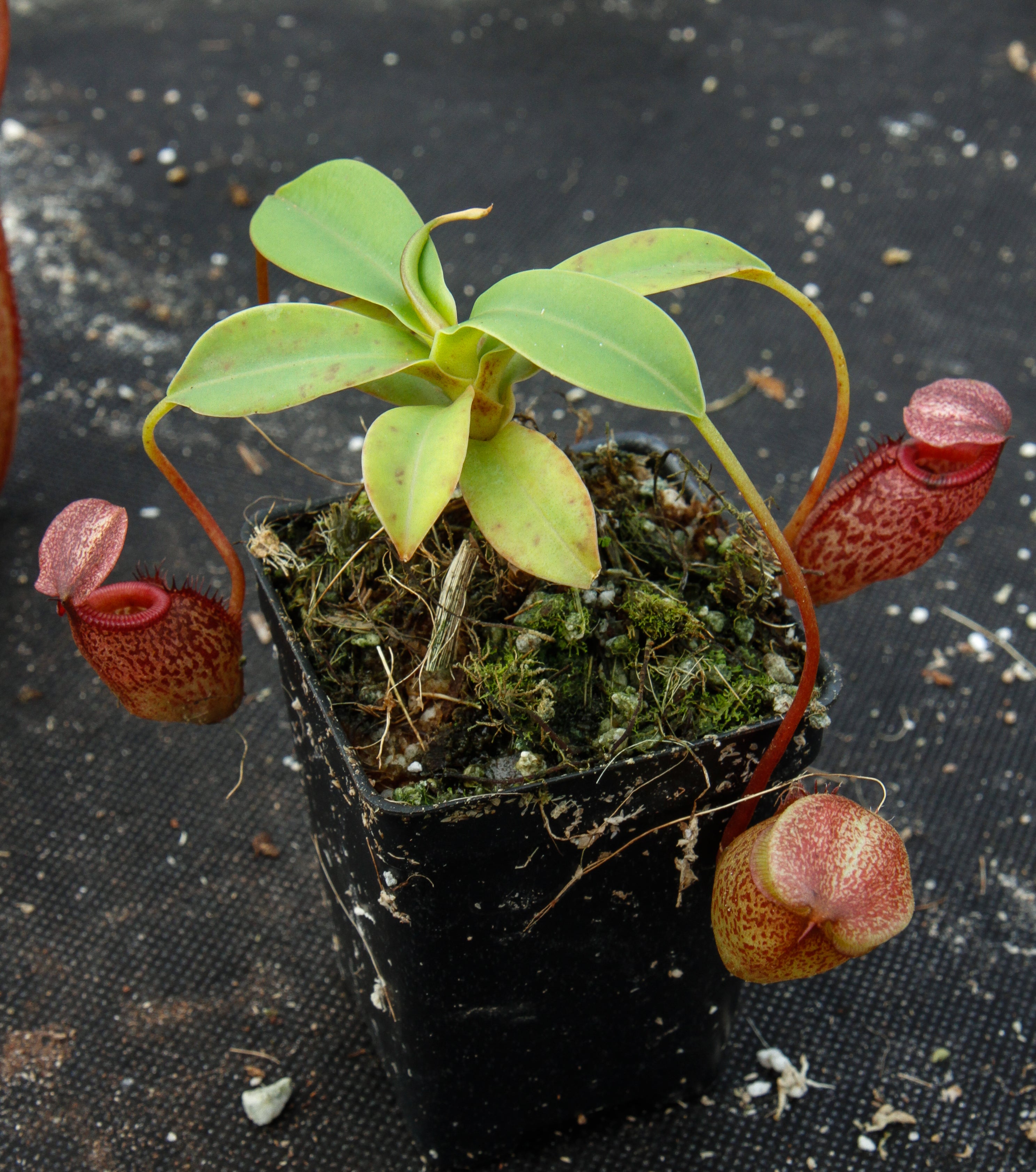 Nepenthes talangensis x sibuyanensis BE-3641 – Carnivero