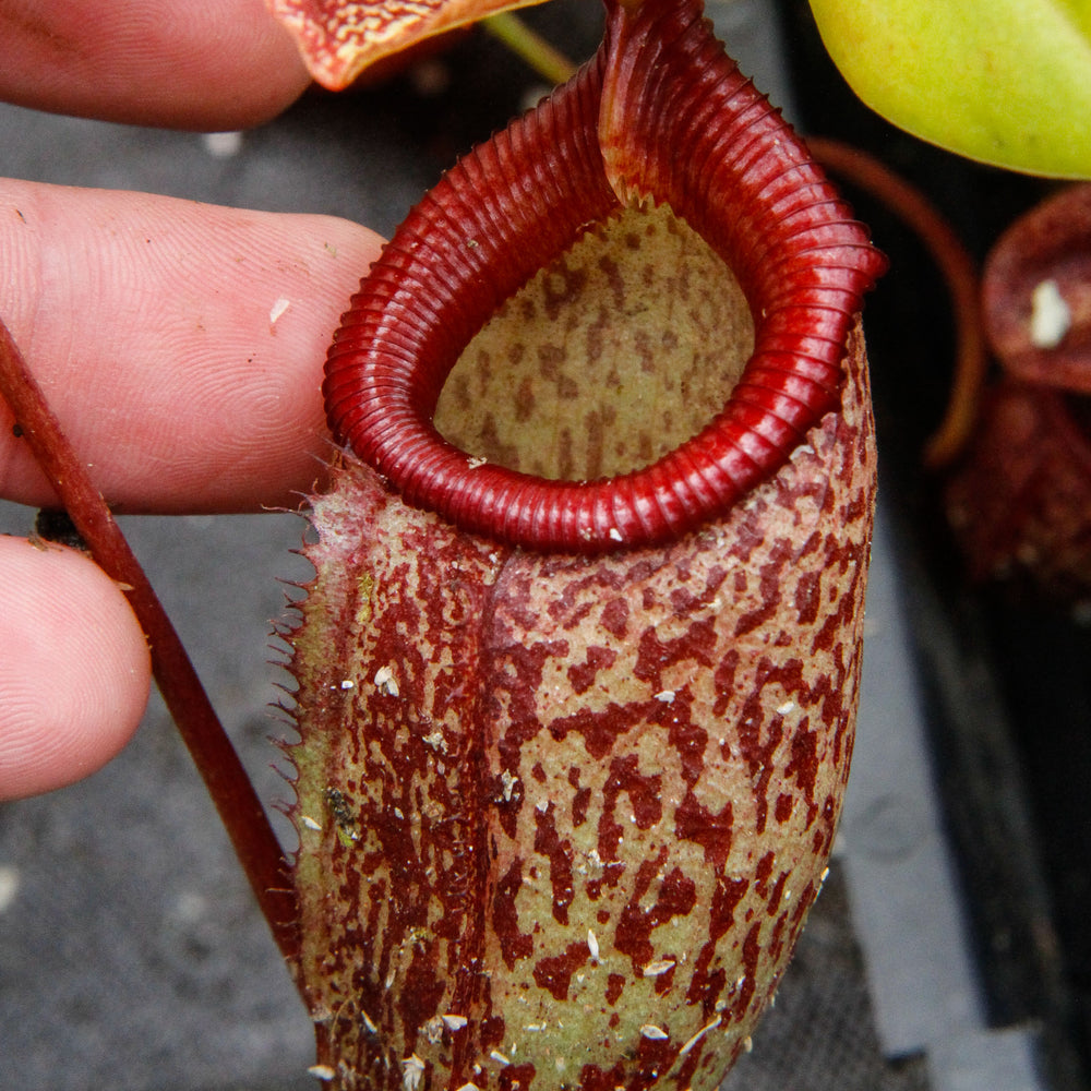 
                      
                        Nepenthes talangensis x sibuyanensis BE-3641
                      
                    