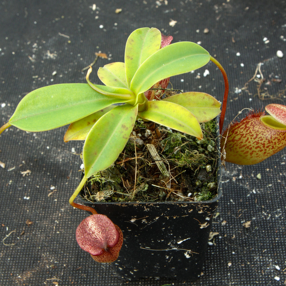
                      
                        Nepenthes talangensis x sibuyanensis BE-3641
                      
                    