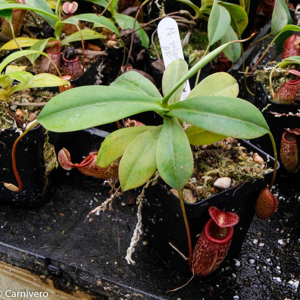 
                      
                        Nepenthes talangensis x sibuyanensis BE-3641
                      
                    