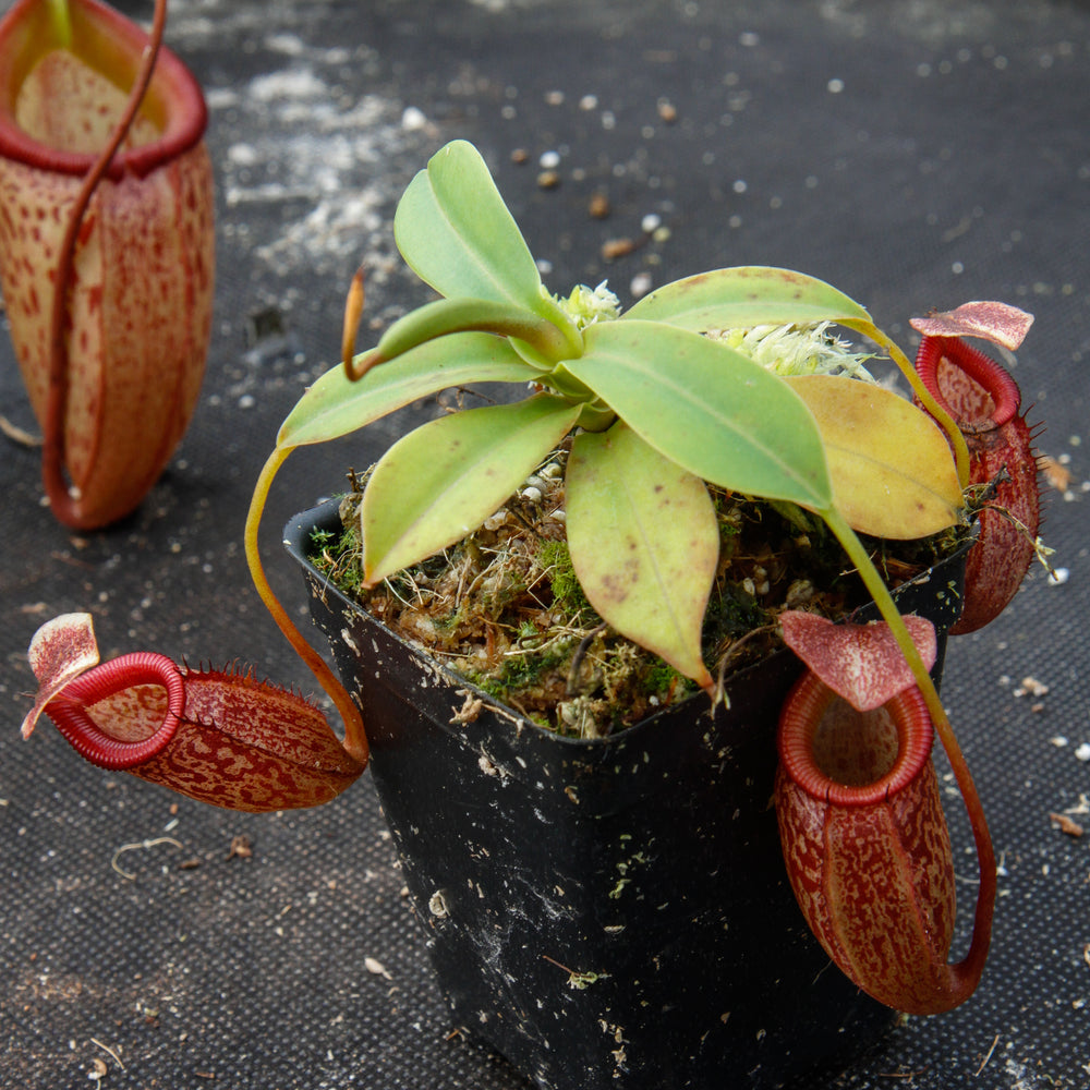 
                      
                        Nepenthes talangensis x sibuyanensis BE-3641
                      
                    