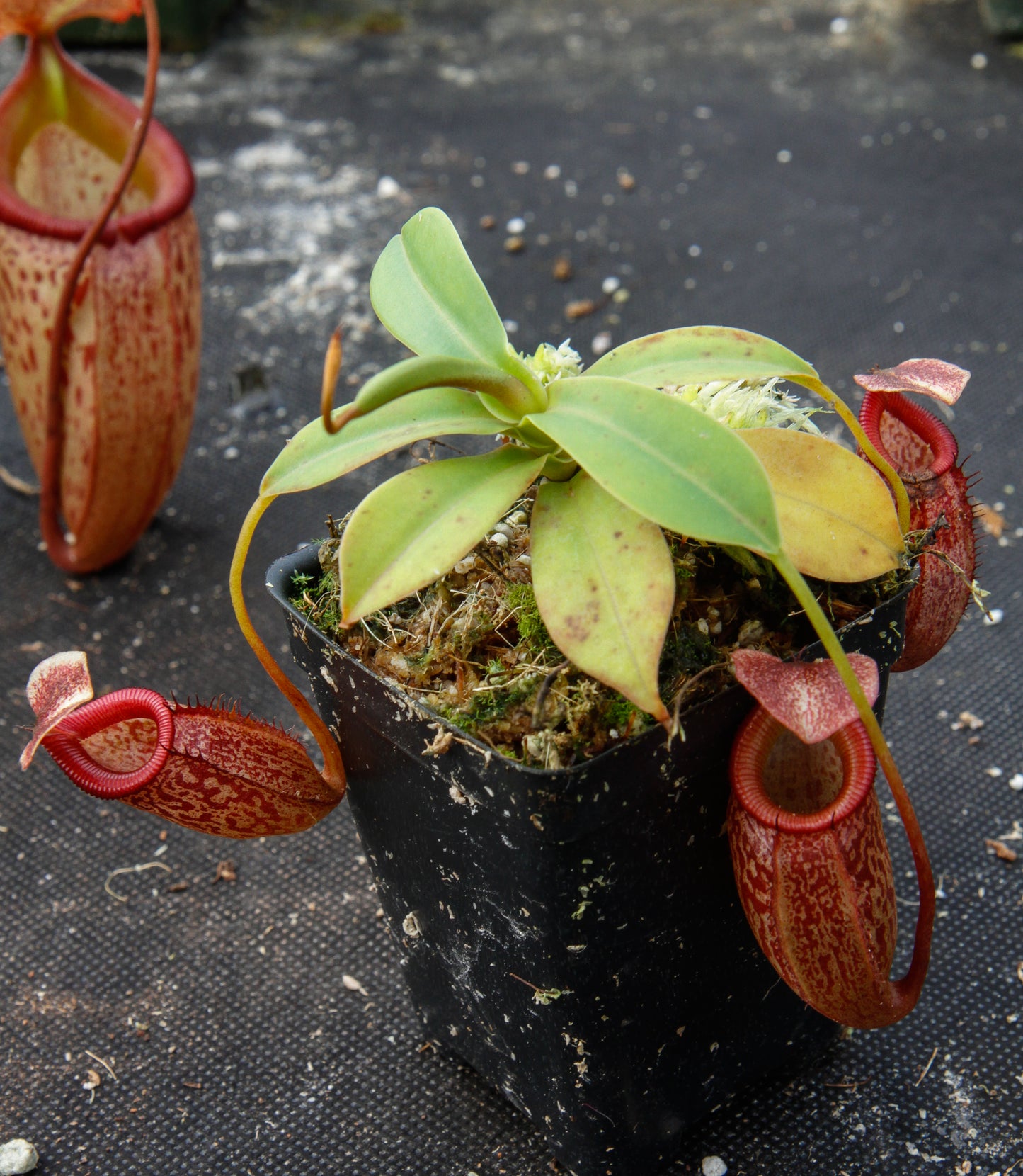 Nepenthes talangensis x sibuyanensis BE-3641