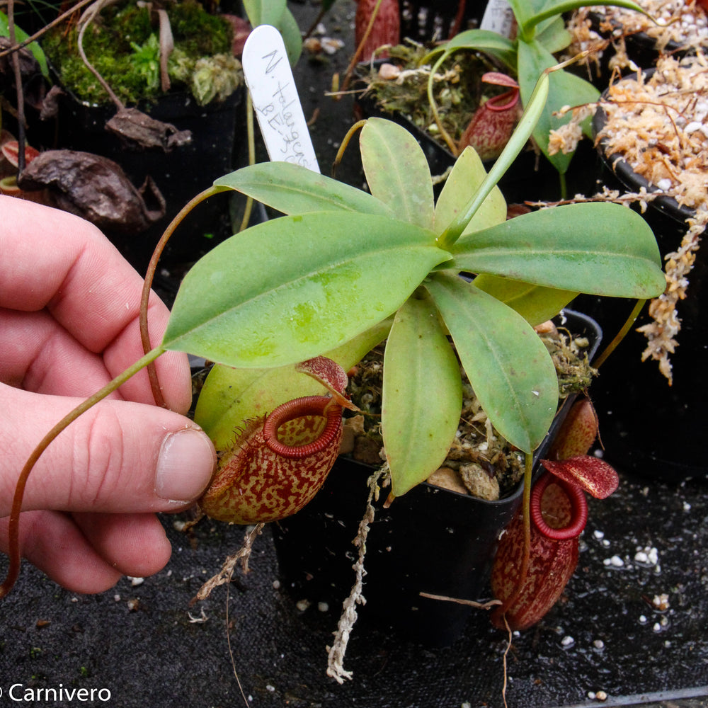 
                      
                        Nepenthes talangensis x sibuyanensis BE-3641
                      
                    