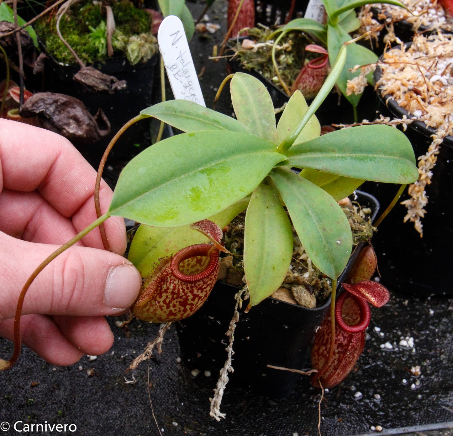 Nepenthes talangensis x sibuyanensis BE-3641