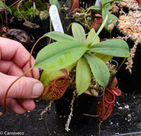 Nepenthes talangensis x sibuyanensis BE-3641